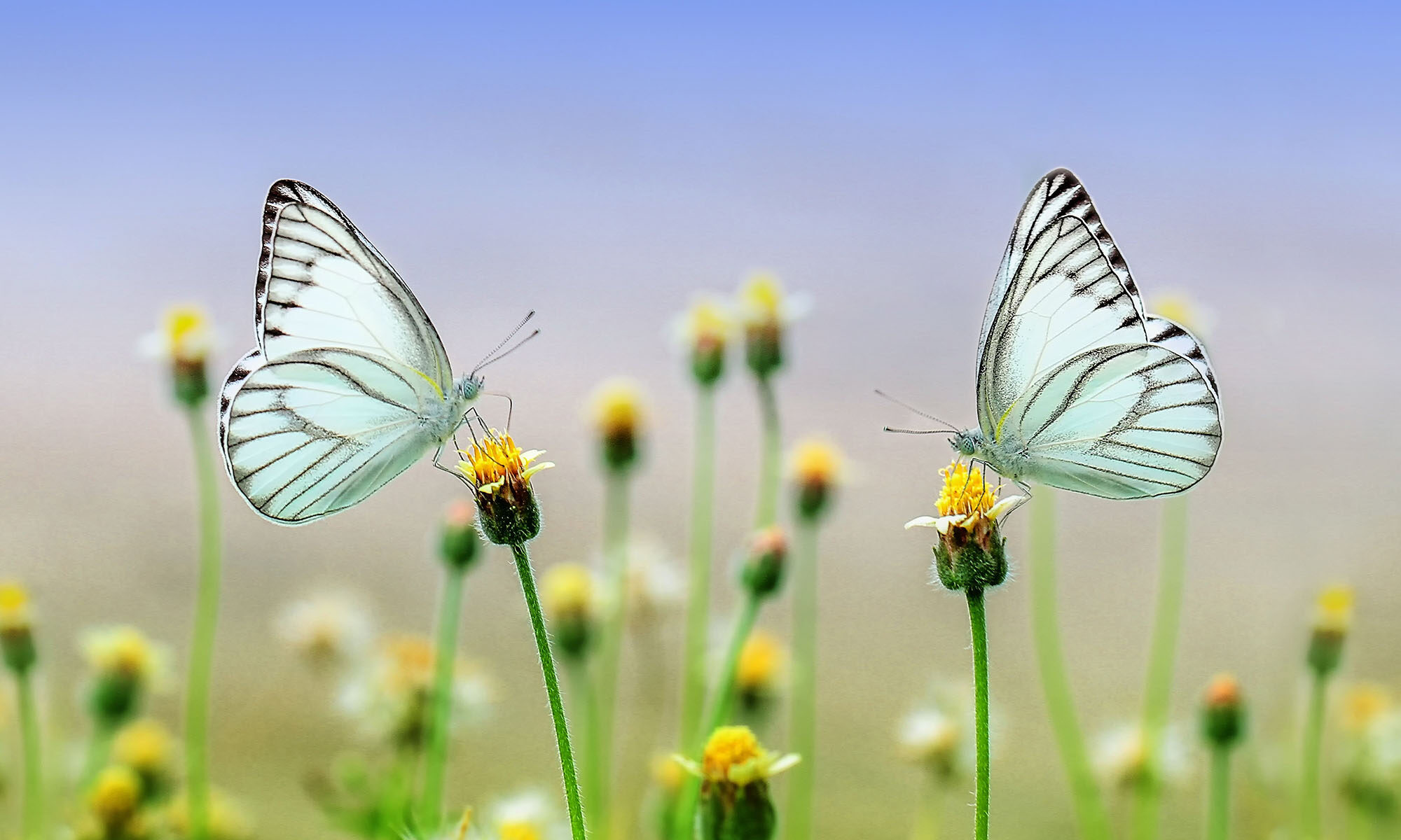 Zwei weiße Schmetterlinge aufBlumen, die sich gegenüber sitzen
